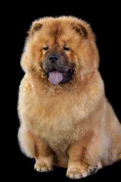 recommend clip art: Сhinese chow-chow dog