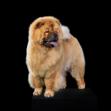 recommend clip art: Standing china chow-chow dog