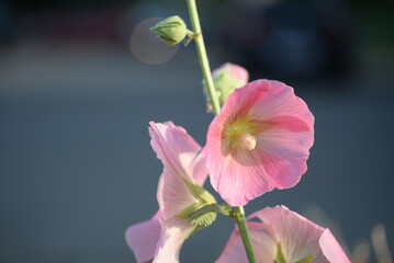 Fototapeta premium mallow flowers light pink large on green background purple abstract photography, mallow flower branch