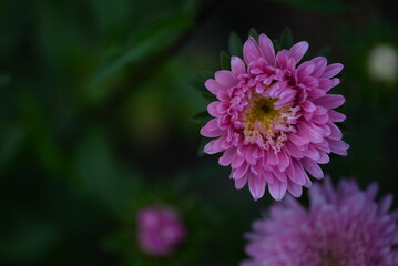 asters pink flowers, asters pink, autumn flowers, asters close-up, photo in good quality, photo close-up, background, photo in good quality, aster buds