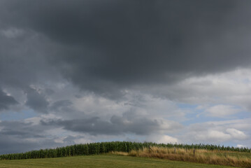 Fototapeta na wymiar cloudy sky with sunbeams breaking through over a cornfield in germany