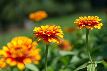 colorful striped zinnia flowers in the garden park