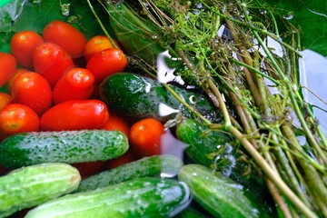 The cucumbers, tomatoes, and dill are ready for pickling once they have been picked.