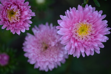 Fototapeta premium asters pink flowers, asters pink, autumn flowers, asters close-up, photo in good quality, photo close-up, background, photo in good quality, aster buds