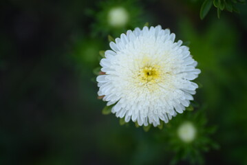 asters pink flowers, asters pink, autumn flowers, asters close-up, photo in good quality, photo close-up, background, photo in good quality, aster buds