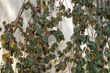 Fototapeta na wymiar leaves on vertical branches