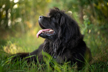 Pies rasy nowofunland leży w cieniu na trawie  - obrazy, fototapety, plakaty