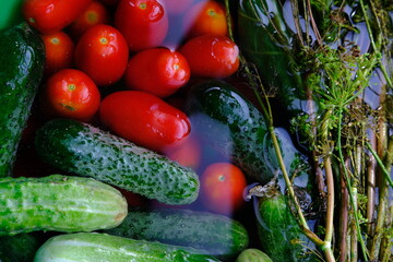 The cucumbers, tomatoes, and dill are ready for pickling once they have been picked.