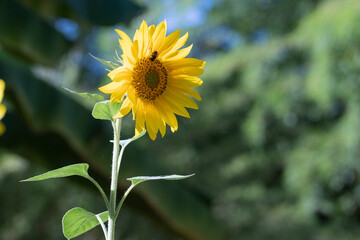 Tournesol isolé dans jardin, en fleur avec insecte sur les pétales qui recueille le pollen. 