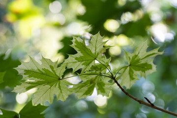 Fototapeta premium Fond naturel de feuilles d'érable, pour conception graphique totalement naturelle.