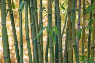 Fototapeta na wymiar Bambous, feuillage et chaumes. Lumineux et coloré inspirant la détente et relaxation