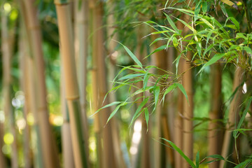 Bambous, feuillage et chaumes. Lumineux et coloré inspirant la détente et relaxation