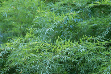 Feuillages détente de bambou en pleine nature. Méditation et repos. 