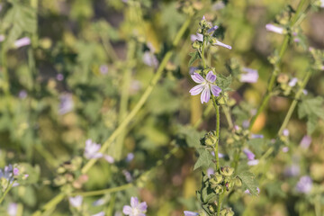 common mallow plant in bloom in spring  malva sylvestris