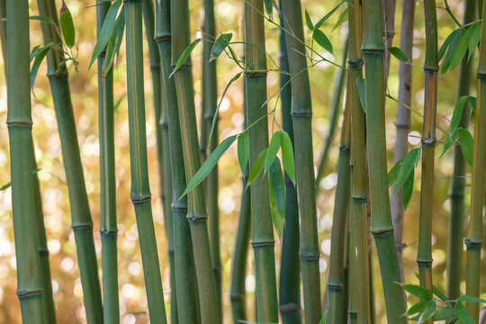 Bambous, feuillage et chaumes. Lumineux et color&eacute; inspirant la d&eacute;tente et relaxation