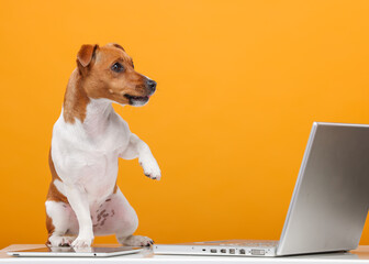 handsome jack russell terrier portrait.beautiful dog with laptop on yellow background isolated.business technology training online shopping video call concept