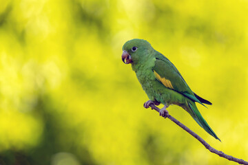 A Plain Parakeet perched on branch. Species Brotogeris chiriri. It is a typical parakeet of the Brazilian forest. Birdwatching. Birding. Parrot.