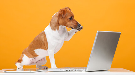 handsome jack russell terrier portrait.beautiful dog with laptop on yellow background...