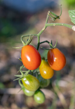 Little Roma Tomatoes in Various Stages of Ripening on Plant