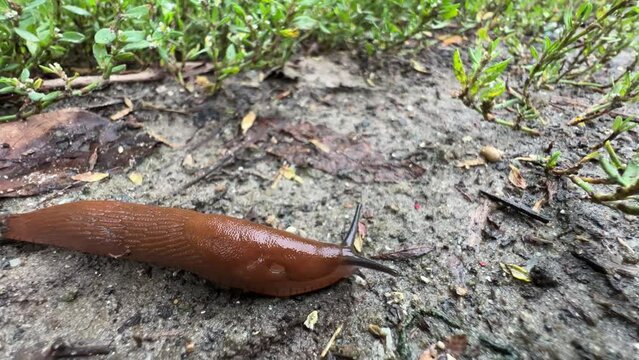 Brown slug crawls on the ground after rain. Close-up 
