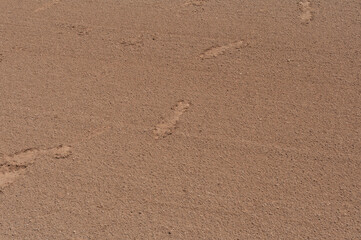footprints in sand