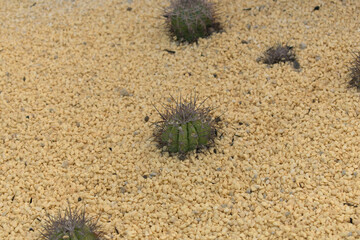 Small cactus with dry gray spines