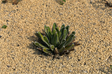 Small agave named in honor of queen victoria