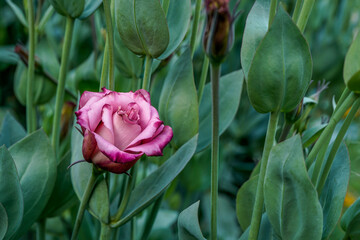 Blooming, bright pink lisianthus flowers. Flowers growing in an outdoor garden space.
