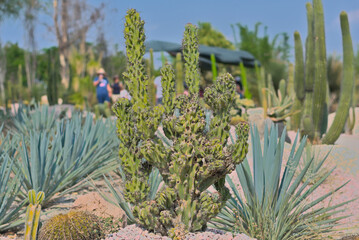 Fototapeta premium Euphorbia cactus inside botanical garden in sunny day