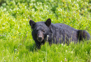Fototapeta premium Black bear