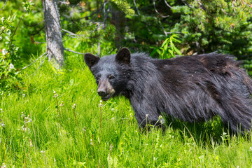 Black bear