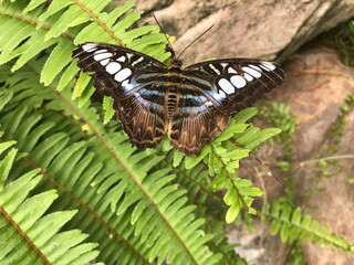 Clipper Butterfly Blue, black and white wings on foliage