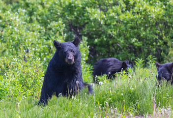 Fototapeta premium Black bear