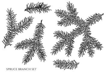 Mysterious forest vintage vector illustrations collection. Black and white spruce branch.