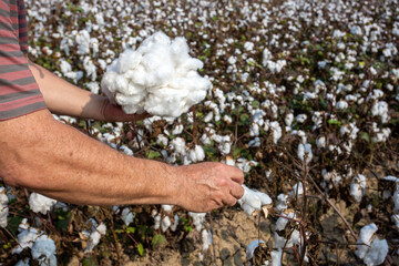 Cotton harvest. A man collecting cotton