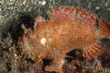 Fototapeta na wymiar well-camouflaged red frogfish, waiting to see if it gets to dine in the underwater night.
