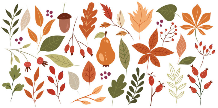 A set of autumn plants on a separate white background