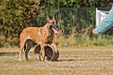 berger belge malinois en ring 