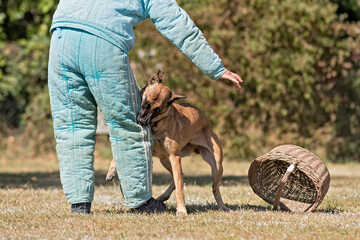 berger belge malinois en ring 