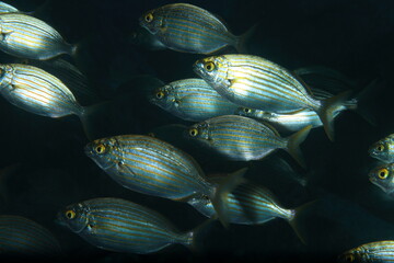 shoal of silver-toned fish swimming in the blue waters under the sea