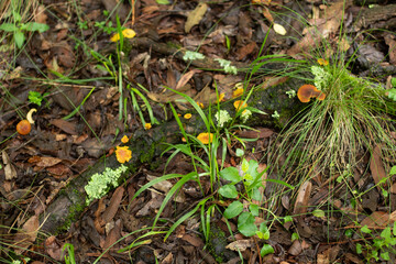 Orange Mushrooms over trunk