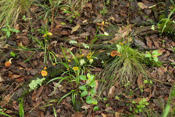 Orange Mushrooms over trunk