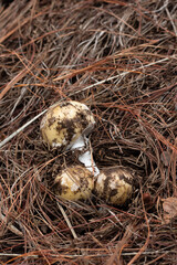 Mushrooms lying over leaf litter