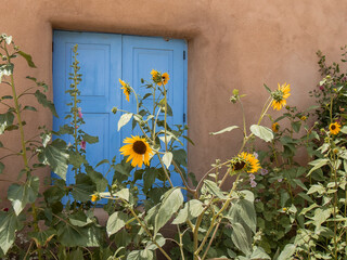 Sunflowers Against Blue Door  And Adobe Building In Taos New Mexico
