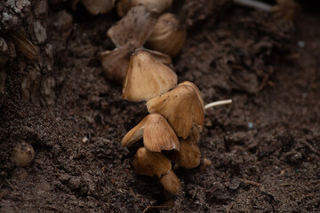 Group of Wild Mushrooms (Agaricaceae) under trunk