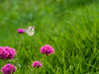 モンシロチョウとピンクの花