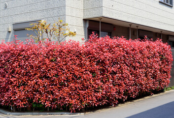 赤い葉が鮮やかなベニカナメモチの生け垣