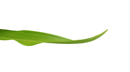 Green tropical leaf on transparent background - PNG format.