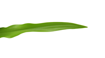 Obraz premium Green tropical leaf on transparent background - PNG format.