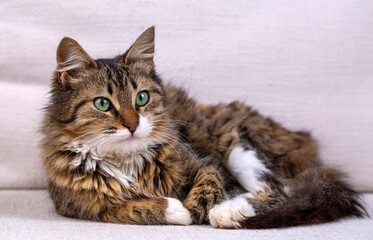 Longhaired tabby Norwegian forest cat.